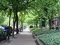 Tree lined 4th Street in Old Louisville