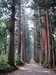 Sugi avenue at the Togakushi shrine in Nagano