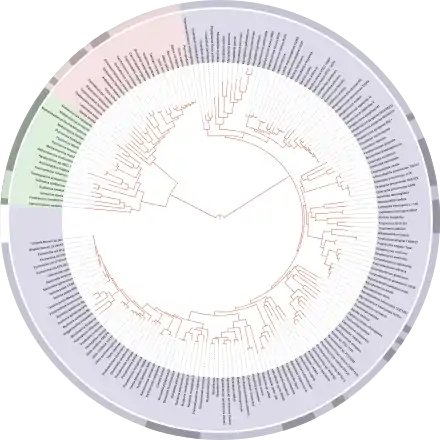 David Hillis's 2008 plot of the tree of life, based on completely sequenced genomes