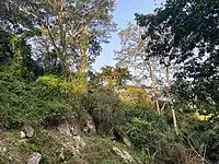 Trees around Obosomase Waterfall