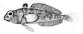 Sharp-spined notothenia (T. pennellii)