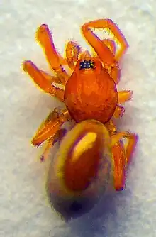 Triaeris stenaspis