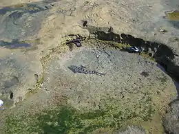 A leopard shark in a small, very shallow rock pool by the shore; a pair of sandals floating nearby show that the shark is quite small