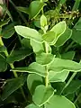 Triaspis hypericoides foliage