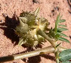 Tribulus terrestris fruit