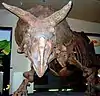 Triceratops at the Smithsonian.