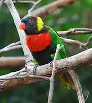 A green parrot with a black head and belly, a red chest, and a yellow nape