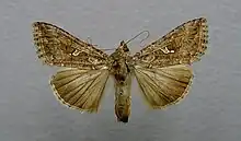 Trichoplusia ni