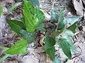 Cordate leaf type, Nilagala, Sri Lanka