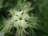 Trichosanthes rosthornii