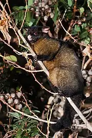 in a tree (dark brown form)