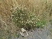 Habit with bag for scale