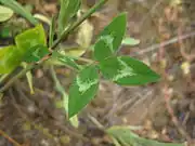 Leaves