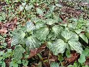 Prairie trillium (Trillium recurvatum)