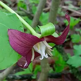 Variant with red petals