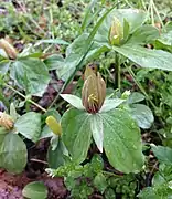 Population of Trillium sessile flowering with yellow-green petals on April 7 in Cheatham County, Tennessee USA