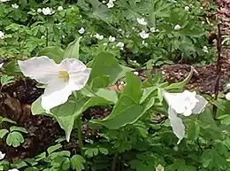 Trillium grandiflorum