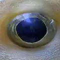 Eye