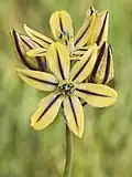 Triteleia ixioides subsp. unifolia