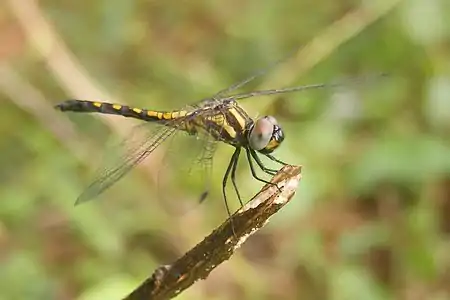 sub-adult male