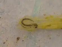 Young larva inside jelly capsule