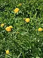 Globeflower (Trollius europaeus)