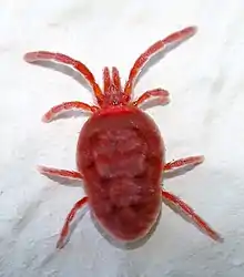 Trombidium holosericeum mite