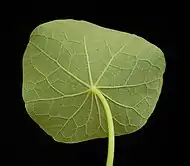 Underside of leaf showing petiole attachment