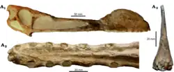 Skull of the more completely known relative Tropeognathus from Brazil; the crest begins at the tip of the snout, unlike in Cimoliopterus