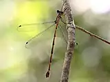 Female, view from below