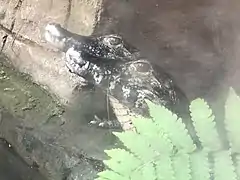 Yacare caiman