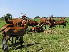 Alpine goats with the Chamoisée color grazing in France