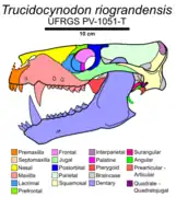 Skull diagram with bones labelled