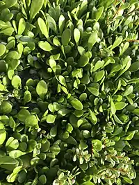 Small fleshy green leaves