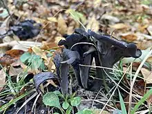 Trumpets on the forest floor surrounded by grass and leaf litter