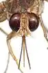 A photograph of the head of a tsetse illustrating the forward pointing proboscis