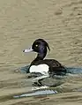 Tufted duck