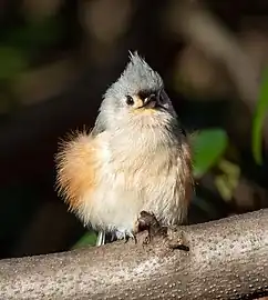 Fluffed up while preening.