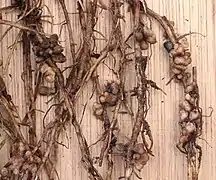 Nodules on the Vicia Faba roots.