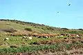 Herd of tule elk on Tomales Point Trail