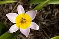 Closeup of flower of Tulipa saxatilis