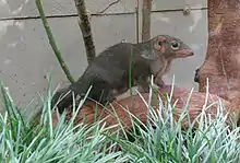 Gray and brown treeshrew