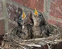 Two chicks in a nest