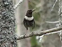 Black bird with a white crescent on its breast