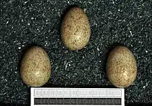 Three greenish eggs