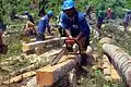 Trees uprooted by Typhoon Haiyan are used for reconstruction aid in the Philippines.