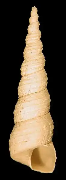 Turritella communis, many-whorled shell of tower snail