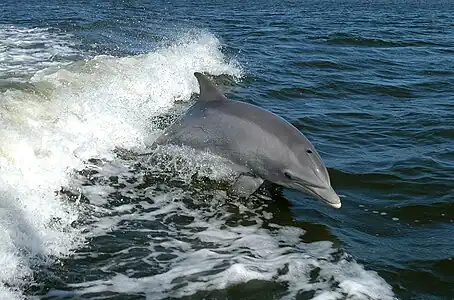 Dolphin