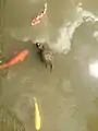 Mossy-backed turtle and koi in Lake Caroline