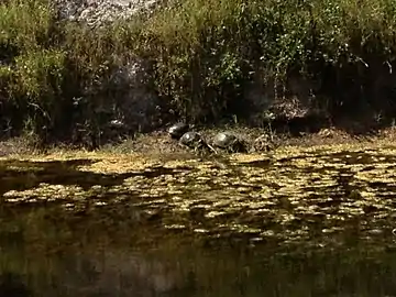 Turtles can often be seen sunbathing in the canal along the trail